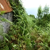 Plants: image 12 Of 208 Thumb